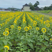 ２０２４まんのう向日葵ライド♪