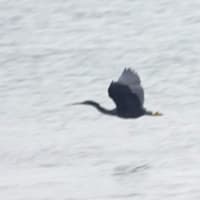 05/27探鳥記録写真：狩尾岬の鳥たち（キアシシギ、クロサギの飛翔、）