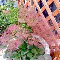 スモークツリー(煙の木)が想像と違った
