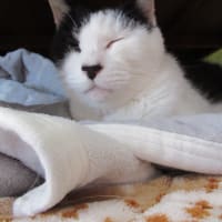 去年の今頃はもう先が無いと思ってた