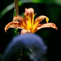 自然教育園日記　その312  中判カメラで虫を撮る