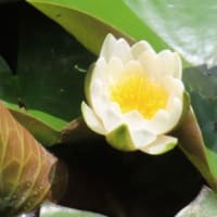 白い花