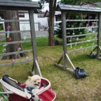 お散歩日和