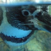 江の島に行ってきました　その3　水族館編(偏りあり)