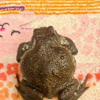 夏至