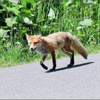 獲物を銜えてる