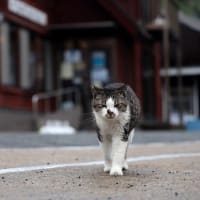 九州D島の猫たち　2025年4月　その3
