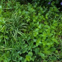 ピーマン類の植え付け　20日
