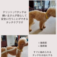 6月7月のテリントンTタッチワークショップ