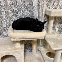 トノヒメ、キャットタワーの同じ場所が好き