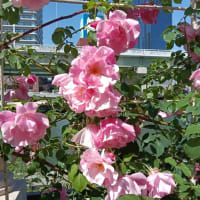 やっぱり‥