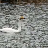 白鳥たち