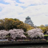 大阪城（５）お城と桜