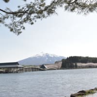 津軽富士見湖の桜と舞橋