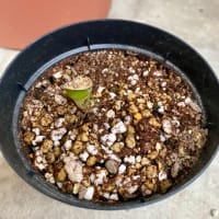 ベランダガーデニング♪荒くれモンステラ植え替え(^-^)v