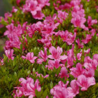 ●我が家の５月の花（15）　ミニバラ　バラ　カスミソウ　デルフィニウム　サツキ　パステルアリウム　ツユクサ　ベロニカ・ロイヤルキャンドル
