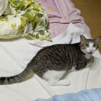 クリンへの想いは尽きなくて・・・307
