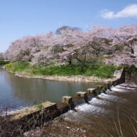 宇陀川沿いに咲く桜並木～