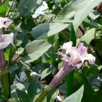 夏～秋の花：朝鮮朝顔