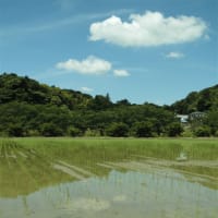 田植えも順調に進む！