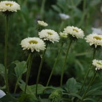 気になってたお花を撮りました