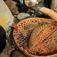 2025GW日置川ツアーオヤジの遠足初前の川！（5月4日釣行記）