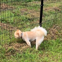 初！ドッグラン🐕🐕