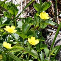 白馬五竜高山植物園