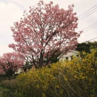 瀬谷の桜をめぐる　１