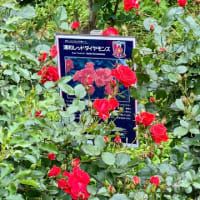 与野公園のバラ　2024・5月