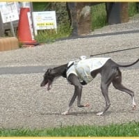  於大公園 ： ハンゲショウ・・・雨が上がり、公園職員は草刈りや花壇の手入れをしていました。