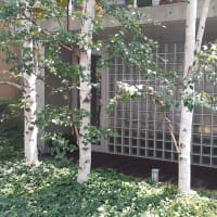上野桜木にEXPOと白樺が在る風景