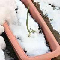 再生野菜