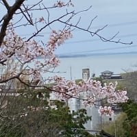 花・お山の桜