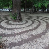 ニセアカシヤで枯山水