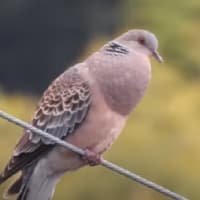 今日もキジバトのクーちゃんが
