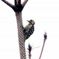 06/27探鳥記録写真：２０２５年4月に出会った鳥たち①