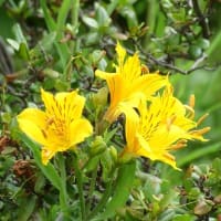 庭で咲く花