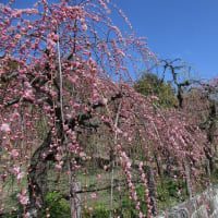 枝垂れ梅祭り