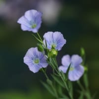 亜麻の花が咲きだしました