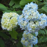 雀川砂防ダム公園とアライ