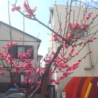 梅