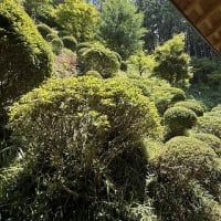 ◆  裏山の剪定終了
