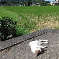 近隣の田んぼをドローンで上空から