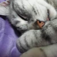 ★新宿ねこカフェ★