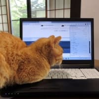 田んぼ周囲の代掻き
