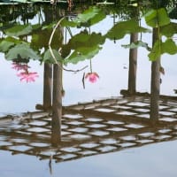 梅雨の晴れ間に、福島潟のハスを訪ねて