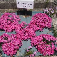 三田市　永沢寺　花のじゅうたんへ行きました！　2025　５月