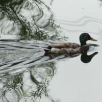 マガモ