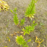 ミニバラの花柄をカット